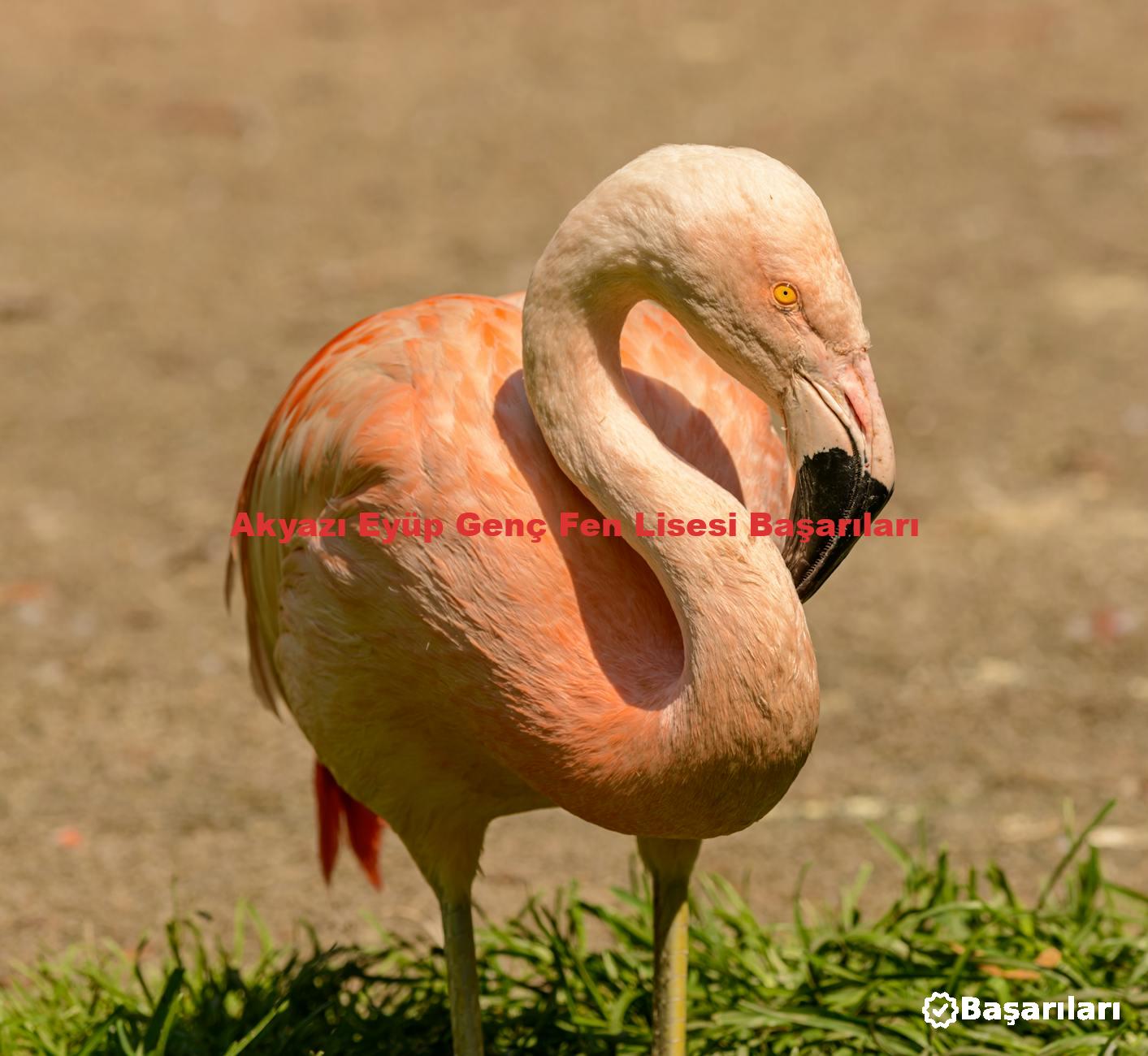 Akyazı Eyüp Genç Fen Lisesi Başarıları
