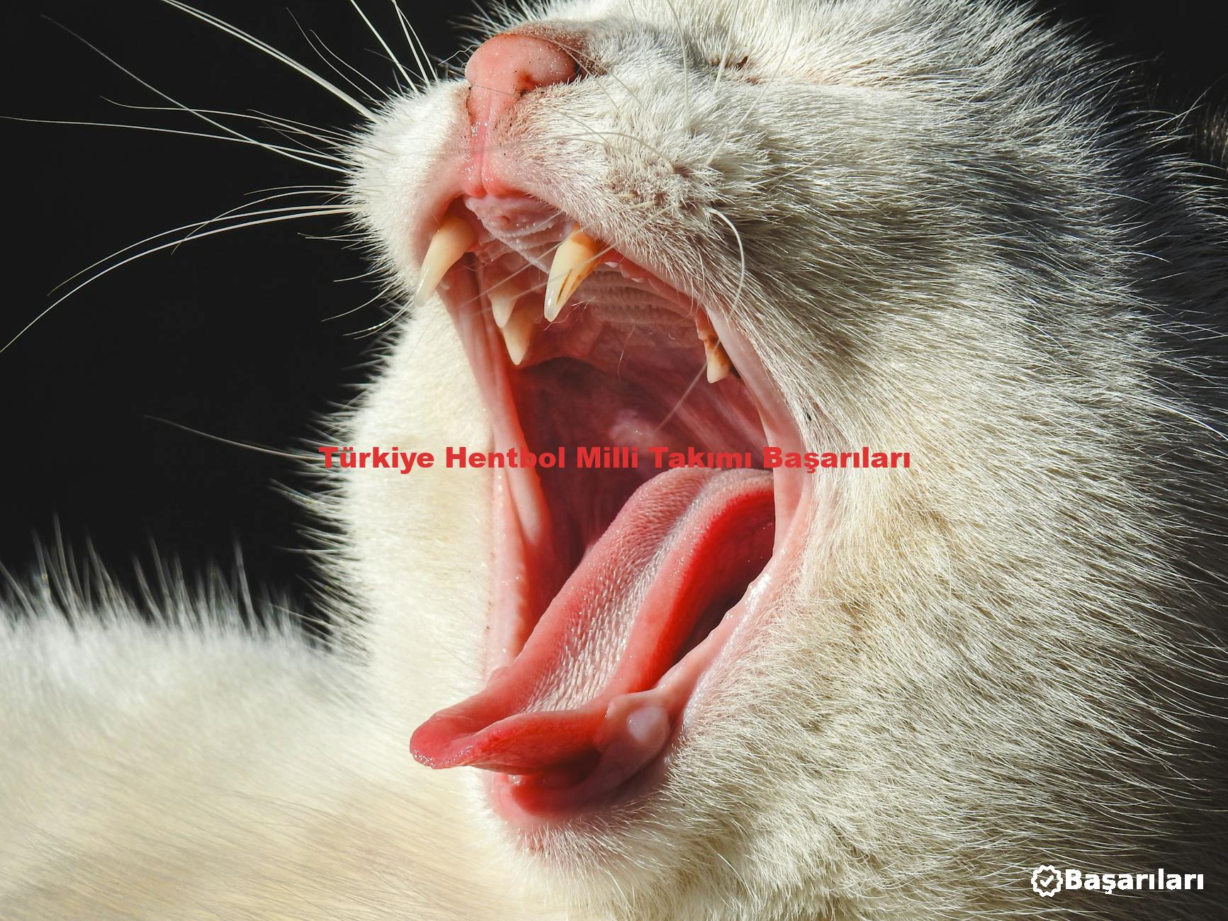 Türkiye Hentbol Milli Takımı Başarıları