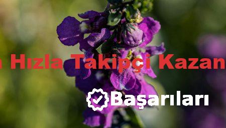 Instagram’da Hızla Takipçi Kazanmanın Yolları
