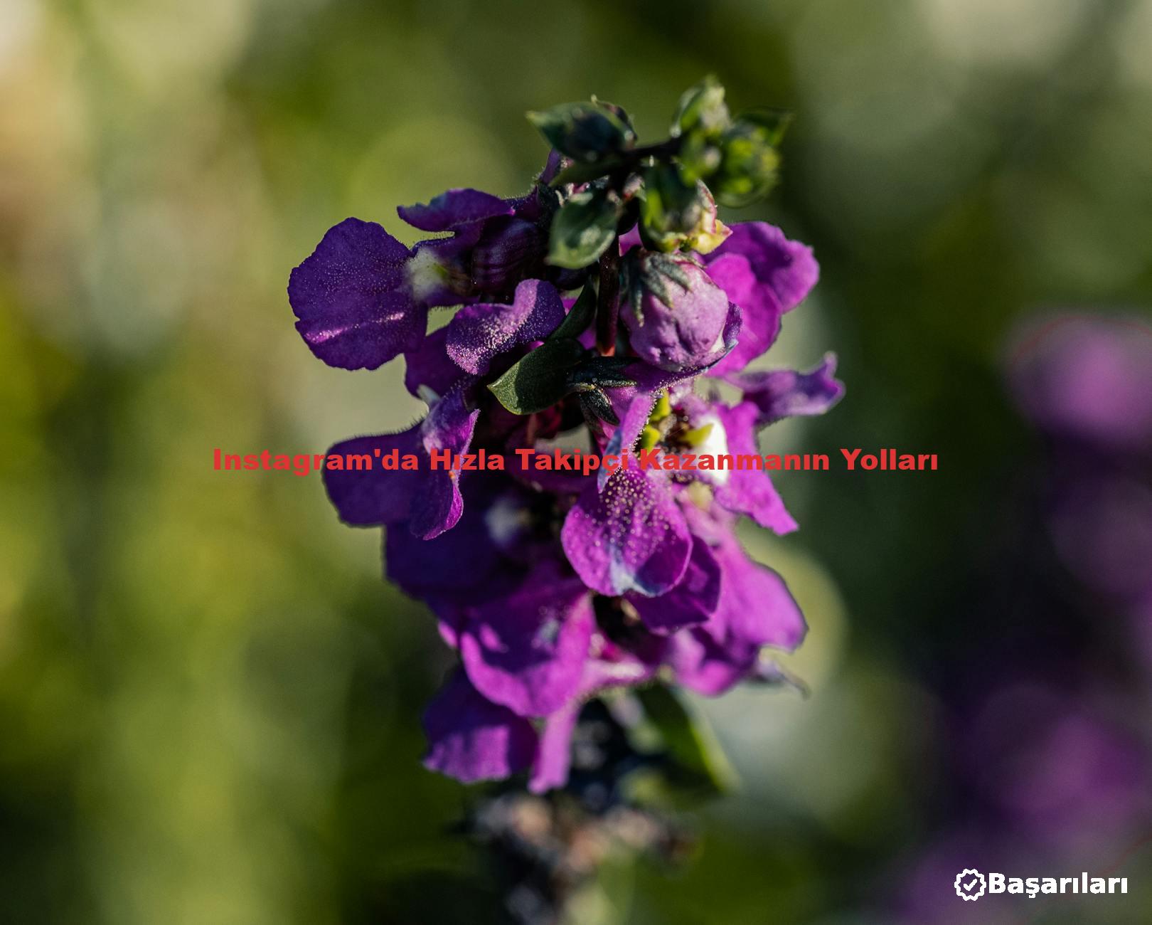 Instagram'da Hızla Takipçi Kazanmanın Yolları